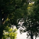 Netanyahou-Trump-meeting