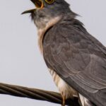 Zaho-de-Sagazan-singing