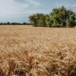 contaminated-food-agriculture