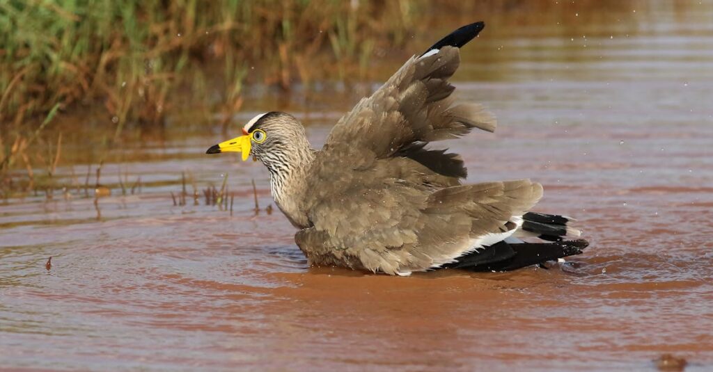 Illustration de Hécatombe en Brière : le botulisme décime des milliers d'oiseaux dead-birds-marsh-1