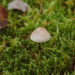 european-small-cap-stocks