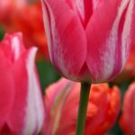 fleur-breteau-cancer-1