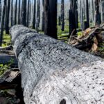 forest-fire-aftermath