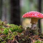 poisonous-mushroom-meal