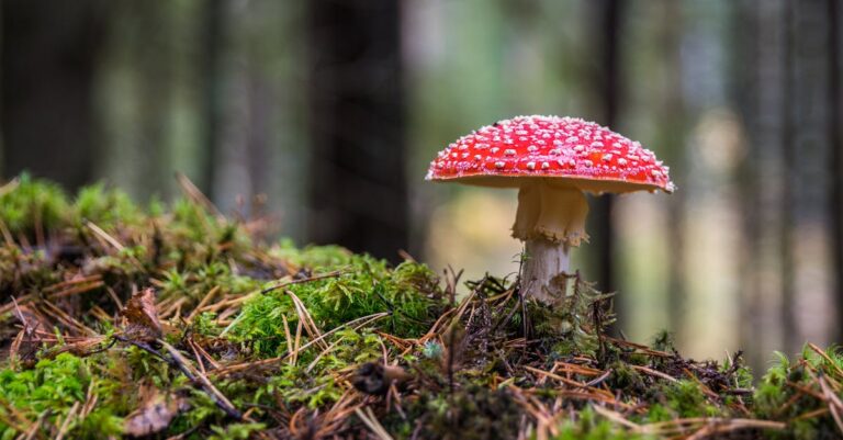 Illustration de Bœuf Wellington empoisonné : une mère reconnue coupable poisonous-mushroom-meal