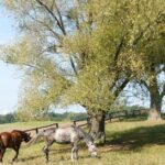sheep-grazing-garden