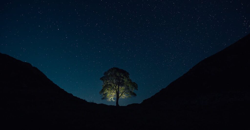 Illustration de Catastrophe en Angleterre : L'arbre centenaire abattu, lourdes peines ! sycamore-gap-tree