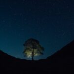 sycamore-gap-tree