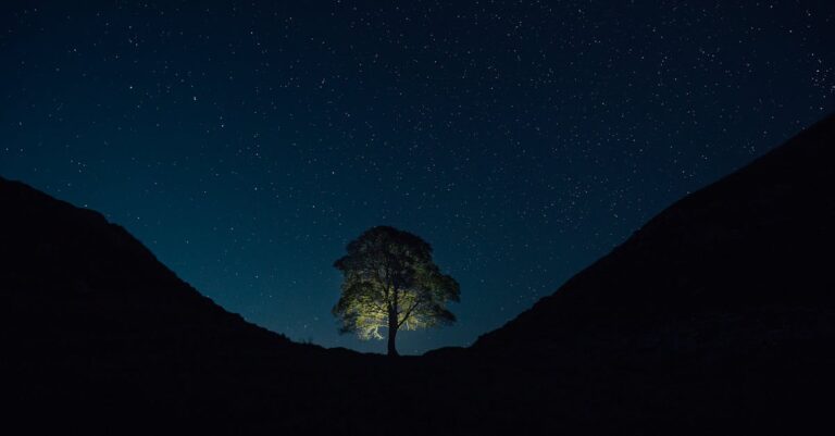 Illustration de Catastrophe en Angleterre : L'arbre centenaire abattu, lourdes peines ! sycamore-gap-tree