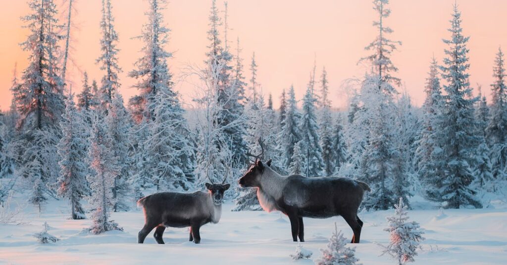 Illustration de La vague de chaleur nordique, un désastre climatique inévitable Arctic-heatwave-reindeer