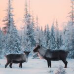 Arctic-heatwave-reindeer