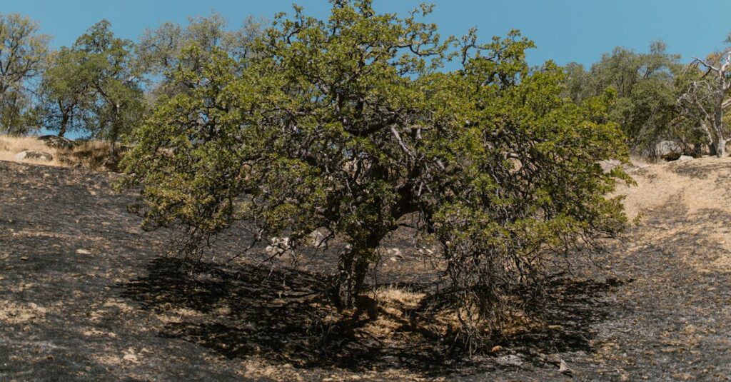 Illustration de Incendie dévastateur dans l'Aude : des milliers d'hectares ravagés, l'indemnisation des victimes compromise Aude-wildfire-aftermath