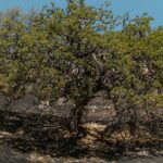 Aude-wildfire-aftermath