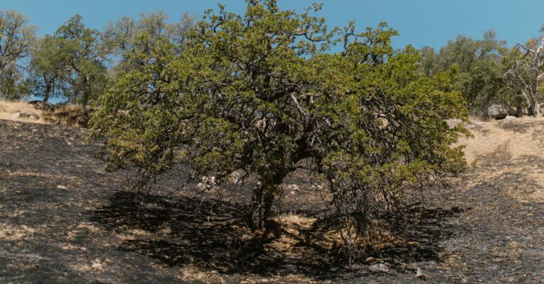 Illustration de Incendie dévastateur dans l'Aude : des milliers d'hectares ravagés, l'indemnisation des victimes compromise Aude-wildfire-aftermath