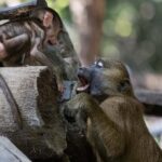 Gambian-baby-tragedy