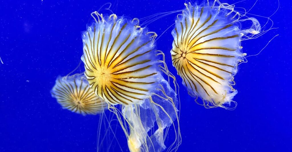 Illustration de Chaos Nucléaire : Des Méduses Paralysent la Plus Grande Centrale d'Europe ! Gravelines-jellyfish-nuclear