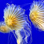 Gravelines-jellyfish-nuclear