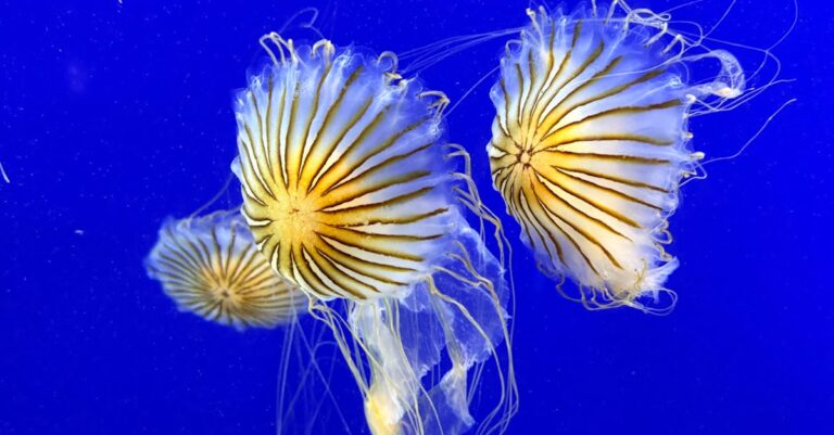 Illustration de Chaos Nucléaire : Des Méduses Paralysent la Plus Grande Centrale d'Europe ! Gravelines-jellyfish-nuclear