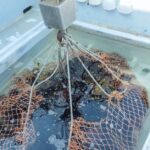 Kneecap-Rock-en-Seine-controversy