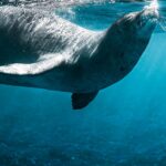 US-nuclear-submarine