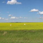 canola-field-saskatchewan-1