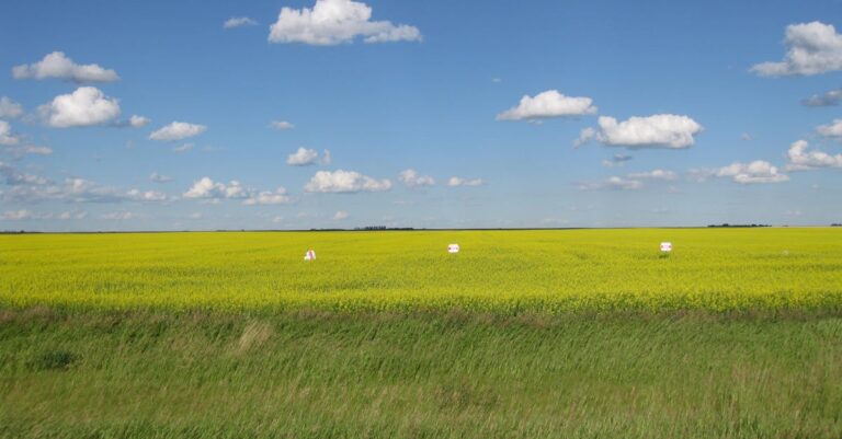 Illustration de Commerce Canada-USA : l'agriculture menacée par Trump canola-field-saskatchewan-1