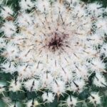 macron-coffin-threat