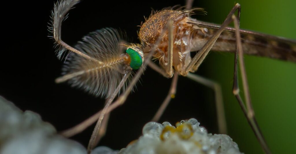 Illustration de Fièvre du Nil Occidental : une menace grandissante en France mosquito-culex