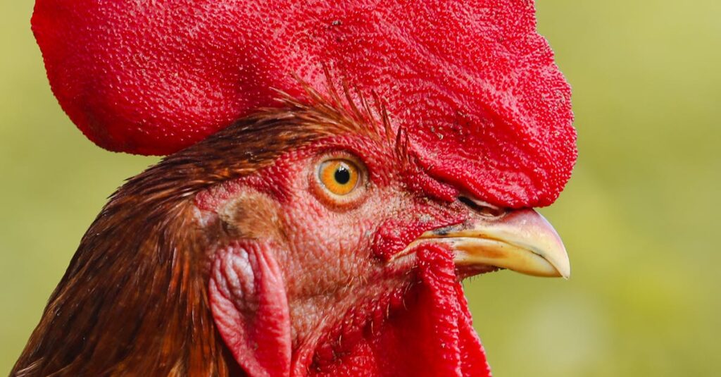 Illustration de Canicule : le calvaire estival de nos animaux domestiques pet-heatstroke