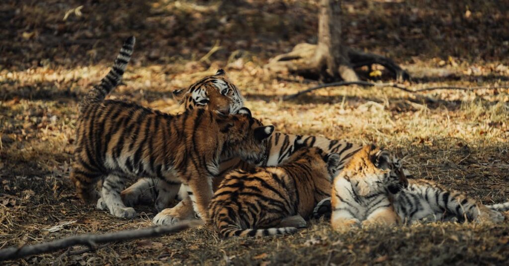 Illustration de Leipzig : l'horreur à la maternité du zoo, trois tigreaux condamnés à mort siberian-tiger-cubs