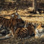 siberian-tiger-cubs