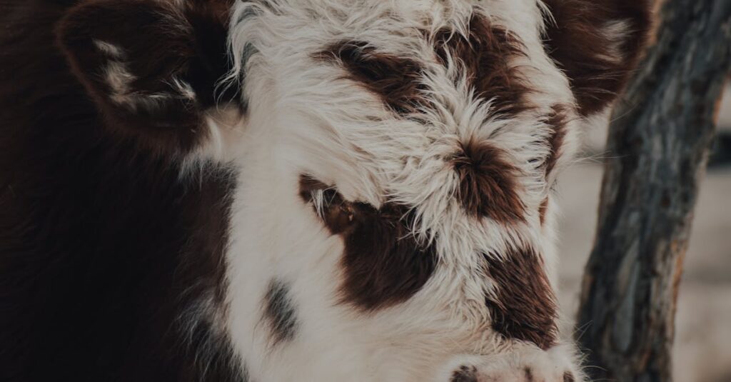 Illustration de Catastrophe sanitaire : la dermatose nodulaire décime les élevages sick-cattle-farm
