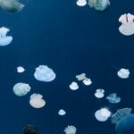 swimming-championship-singapore