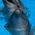 swimming-pool-closure-1