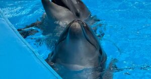 Illustration de Catastrophe en Vendée : Fermeture d'urgence d'un camping après un scandale sanitaire et sécuritaire swimming-pool-closure-1