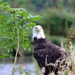 sydney-sweeney-american-eagle