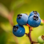 vegetarian-diet-deficiencies