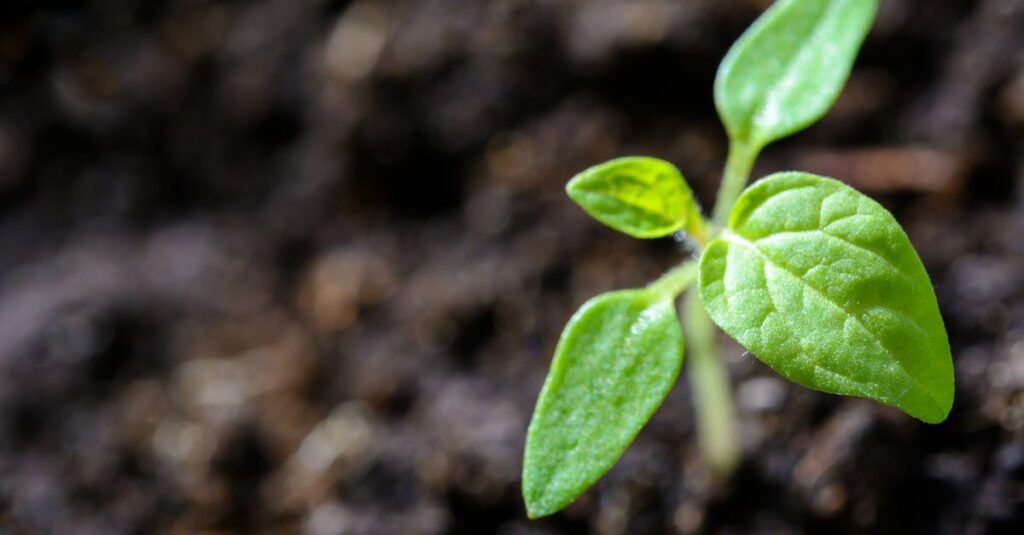 Illustration de Catastrophe agricole : le Loir interdit d'arrosage ! wilted-tomato-plants
