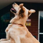 Anthropic-AI-funding