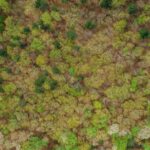 Bois-de-Boulogne-prostitution