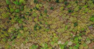 Illustration de Bois de Boulogne : Le péril des hormones au marché noir Bois-de-Boulogne-prostitution