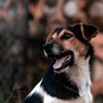 Claudia-Cardinale-black-white
