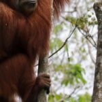 Indonesian-rainforest-deforestation