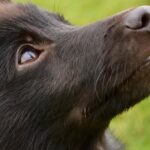 Patrick-Drahi-hearing-Senate