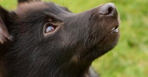 Illustration de Altice France: Drahi sabre la dette, les salariés craignent le pire Patrick-Drahi-hearing-Senate