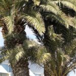 Stephen-Miran-White-House-1