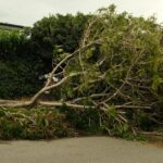 damaged-garden-storm