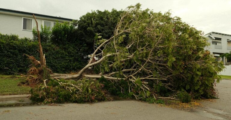 Illustration de Jardins et assurances : l'arnaque cachée qui vous ruine damaged-garden-storm