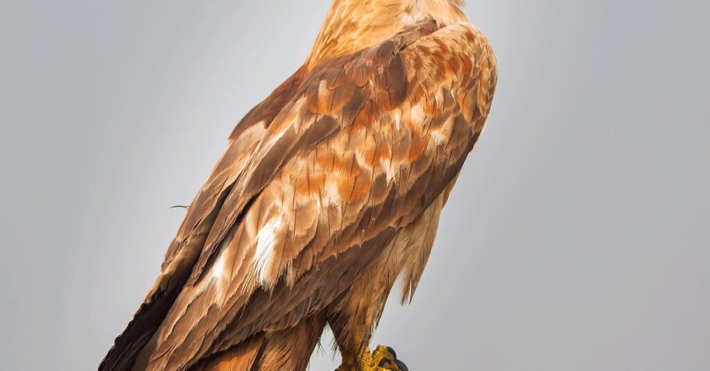 Illustration de Un pisciculteur sacrifie un rapace rare : l'absurdité écologique poisoned-eagle-farmer