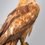 poisoned-eagle-farmer